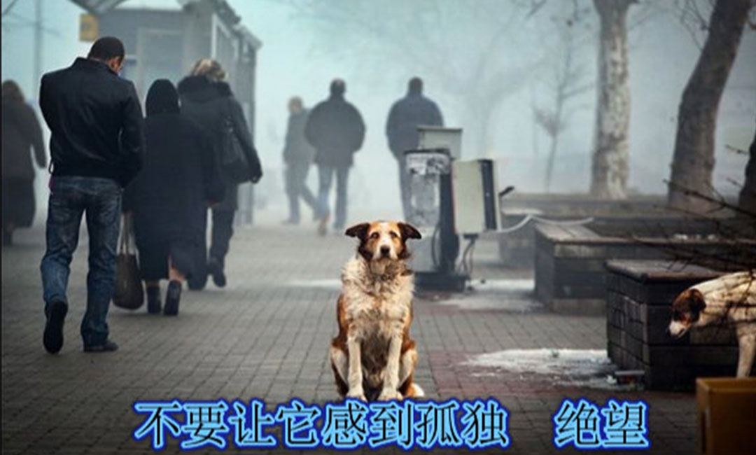 新乡爱影圈微博微信转发案例